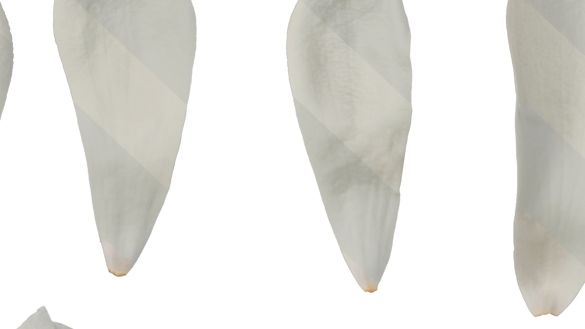 Anydrafts Magnolia denudata Flower 08 F Texture_7