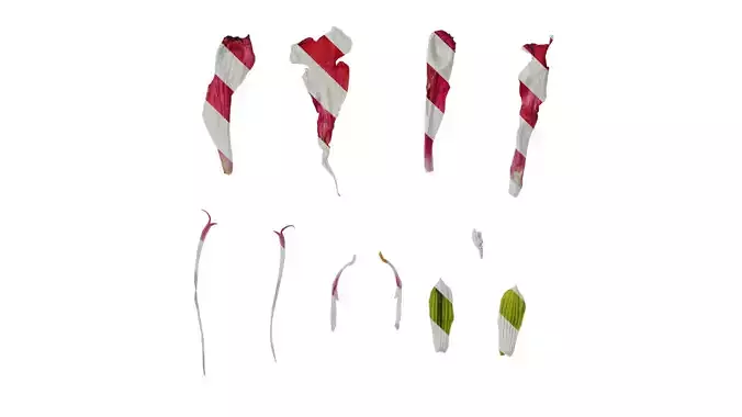 Anydrafts Salvia coccinea Flower 02