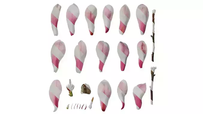 Anydrafts Magnolia denudata Flower 10 B