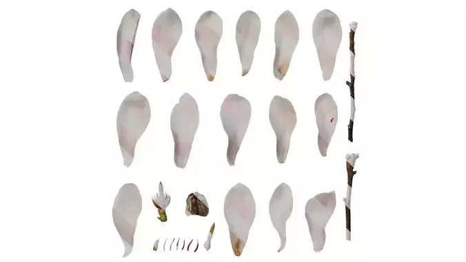 Anydrafts Magnolia denudata Flower 10 F