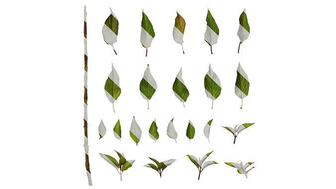 Anydrafts Salvia coccinea Leaf 01 Texture