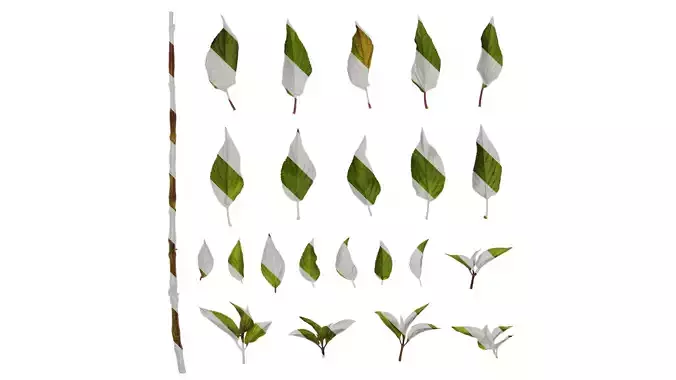 Anydrafts Salvia coccinea Leaf 01