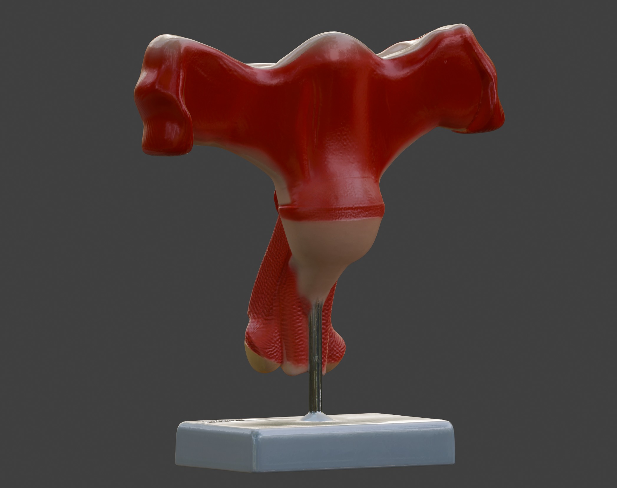 3D Female Genital Organs Model 3D print model_6