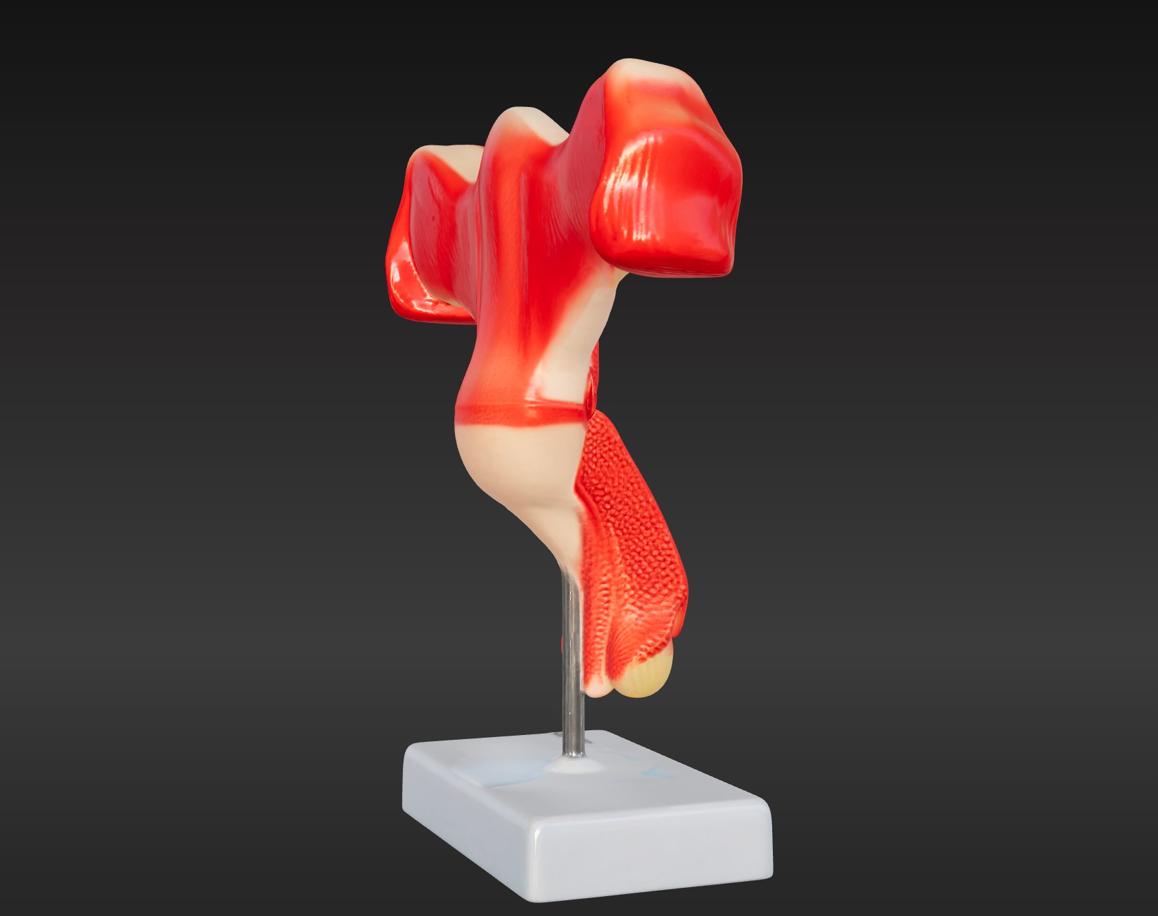 3D Female Genital Organs Model 3D print model_4