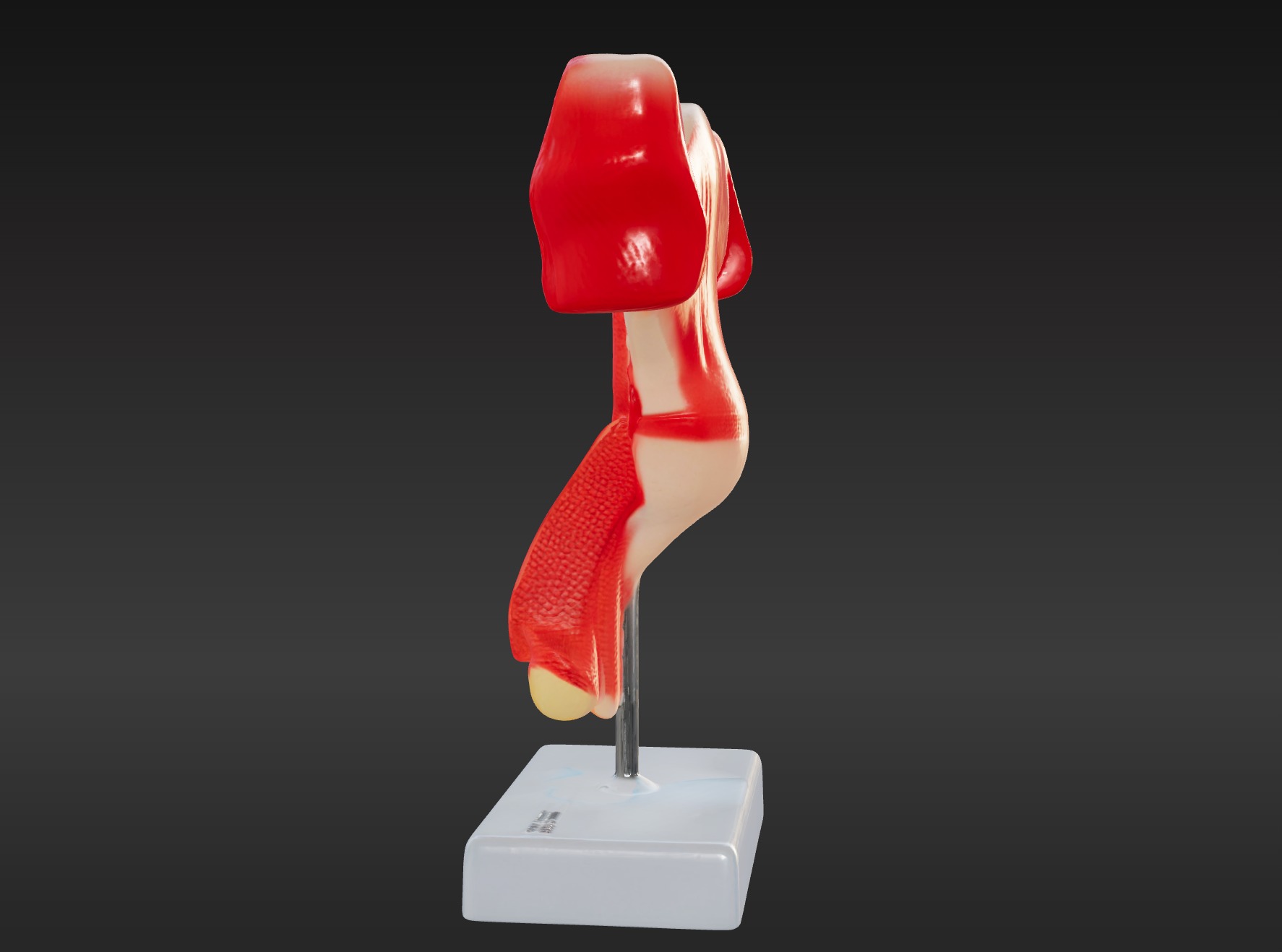 3D Female Genital Organs Model 3D print model_2