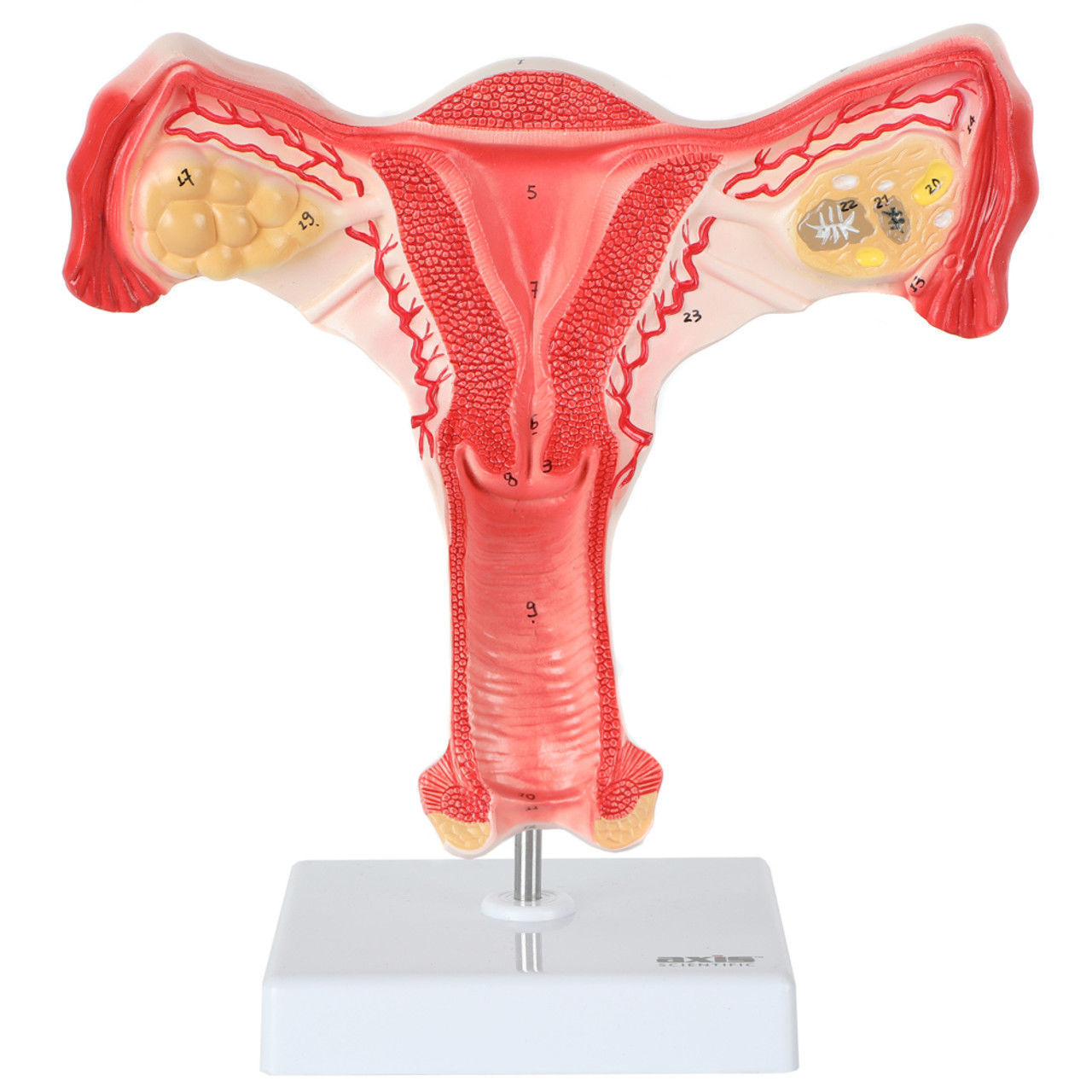 3D Female Genital Organs Model 3D print model_19