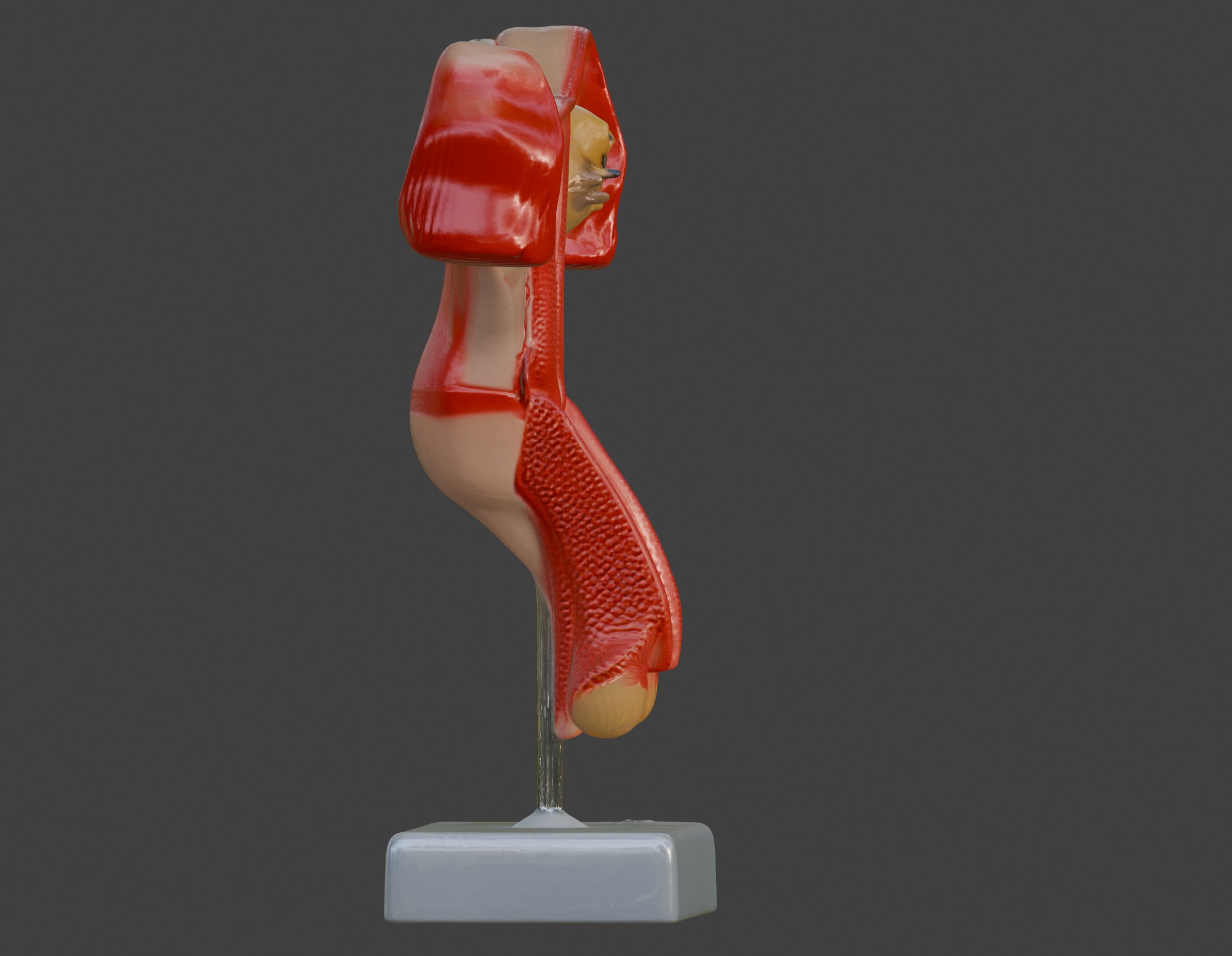 3D Female Genital Organs Model 3D print model_10