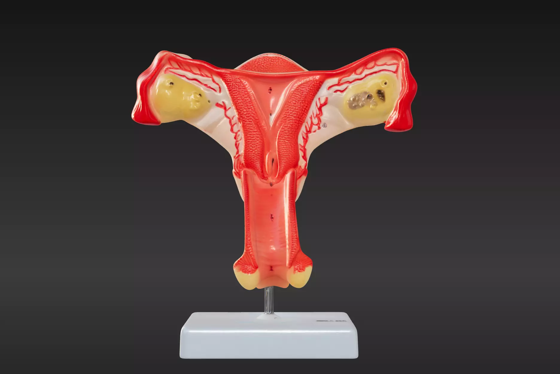 3D Female Genital Organs Model 3D print model_0