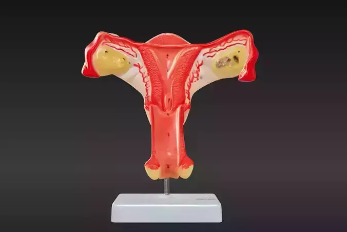 3D Female Genital Organs Model