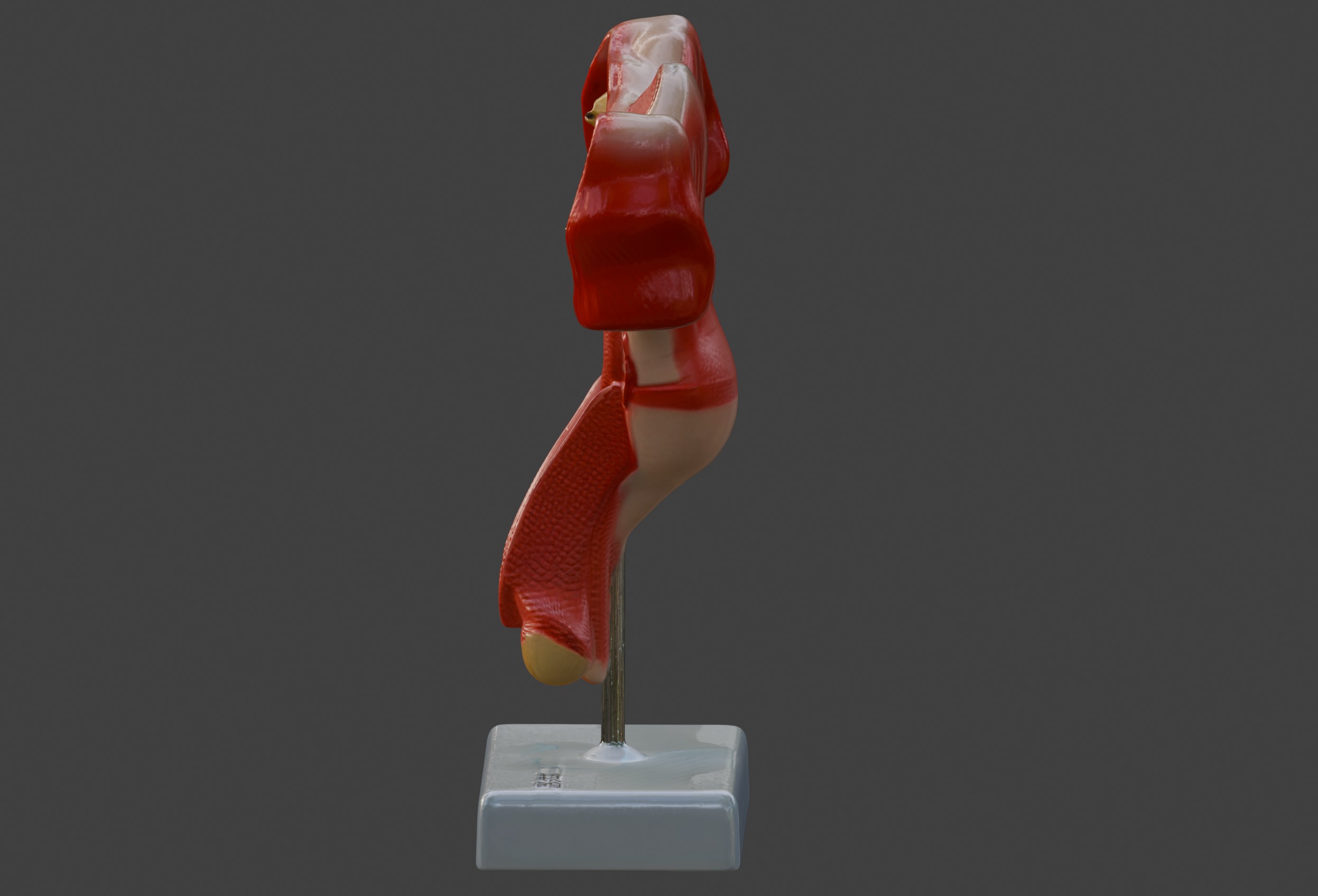 3D Female Genital Organs Model 3D print model_8