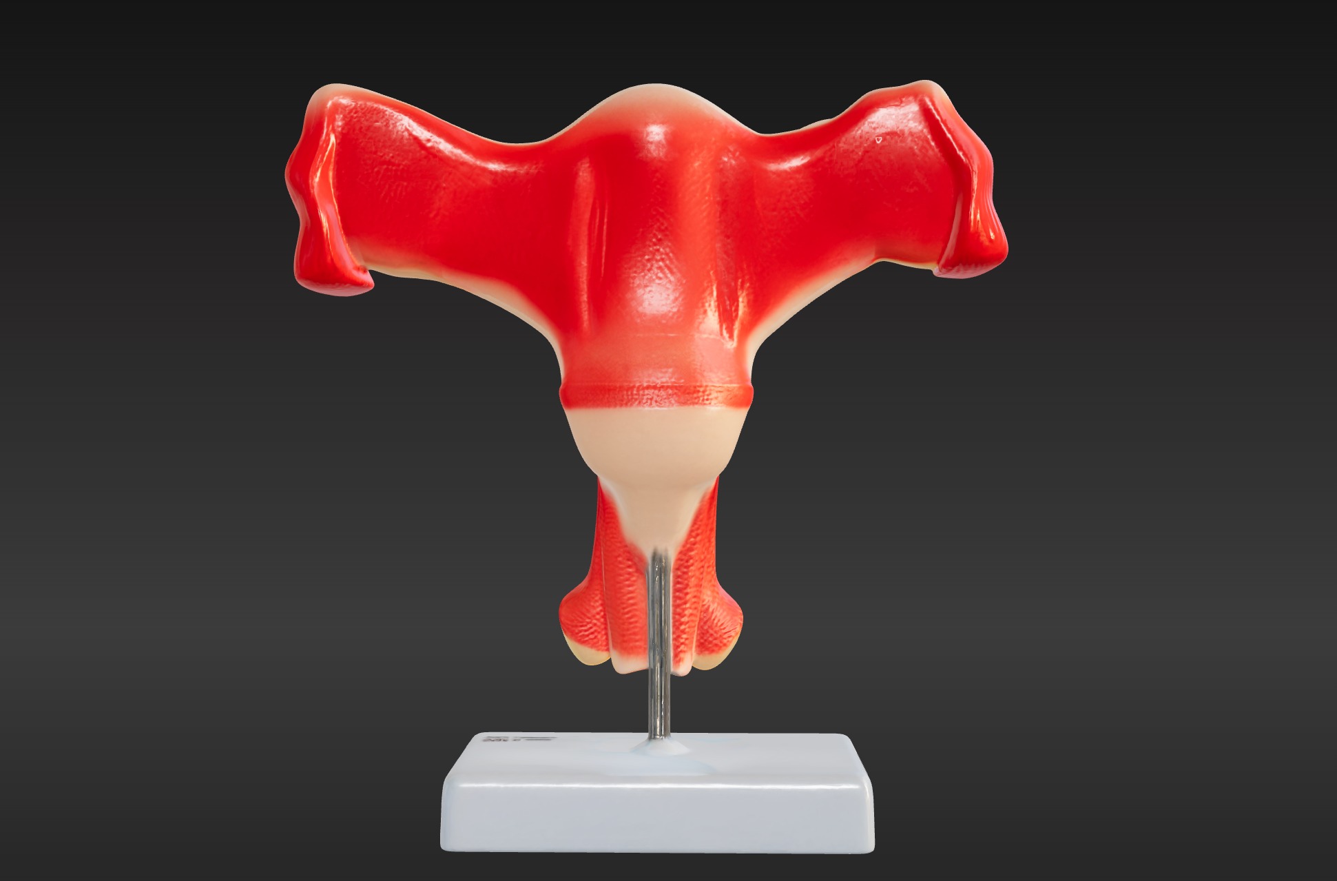 3D Female Genital Organs Model 3D print model_3