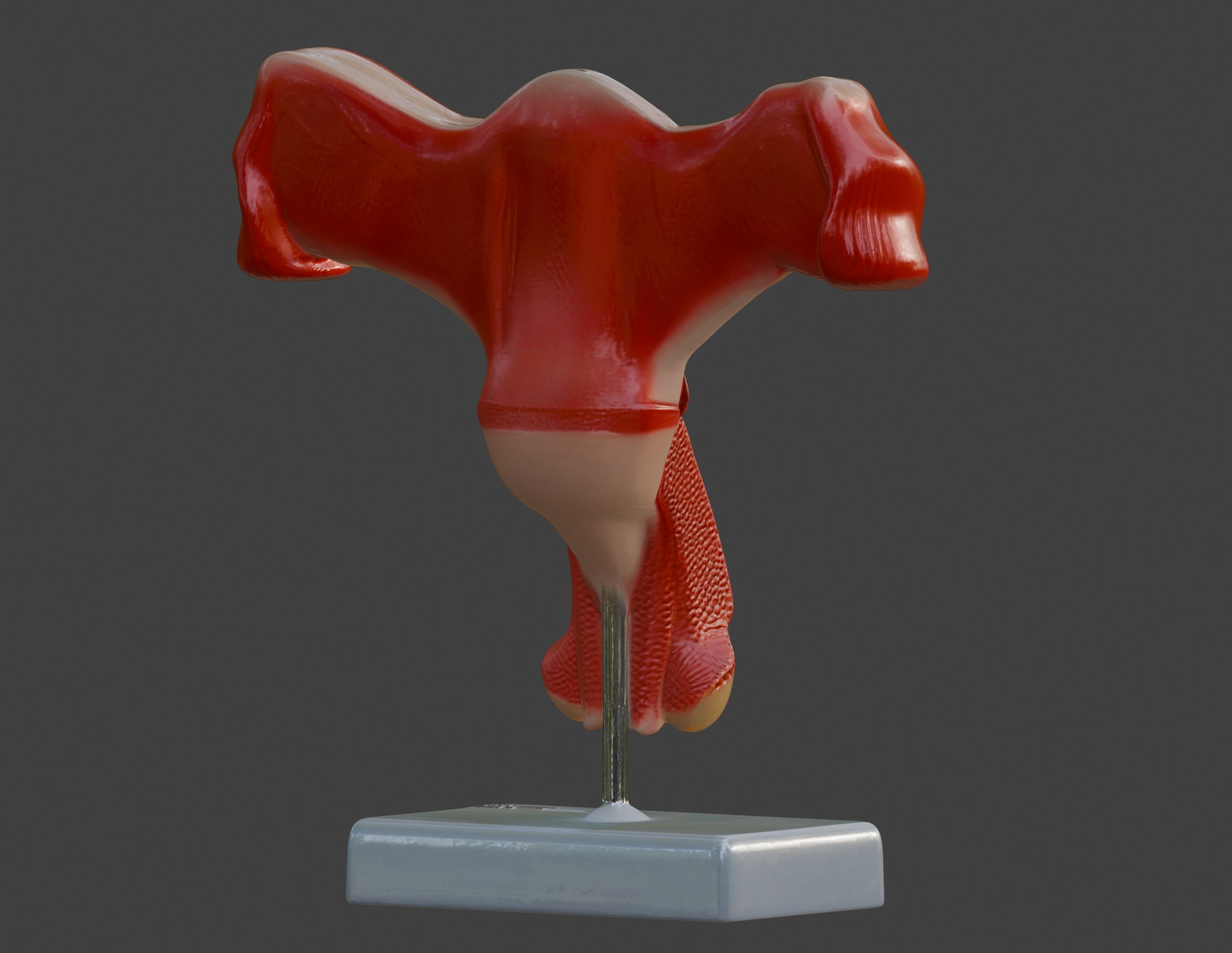 3D Female Genital Organs Model 3D print model_9