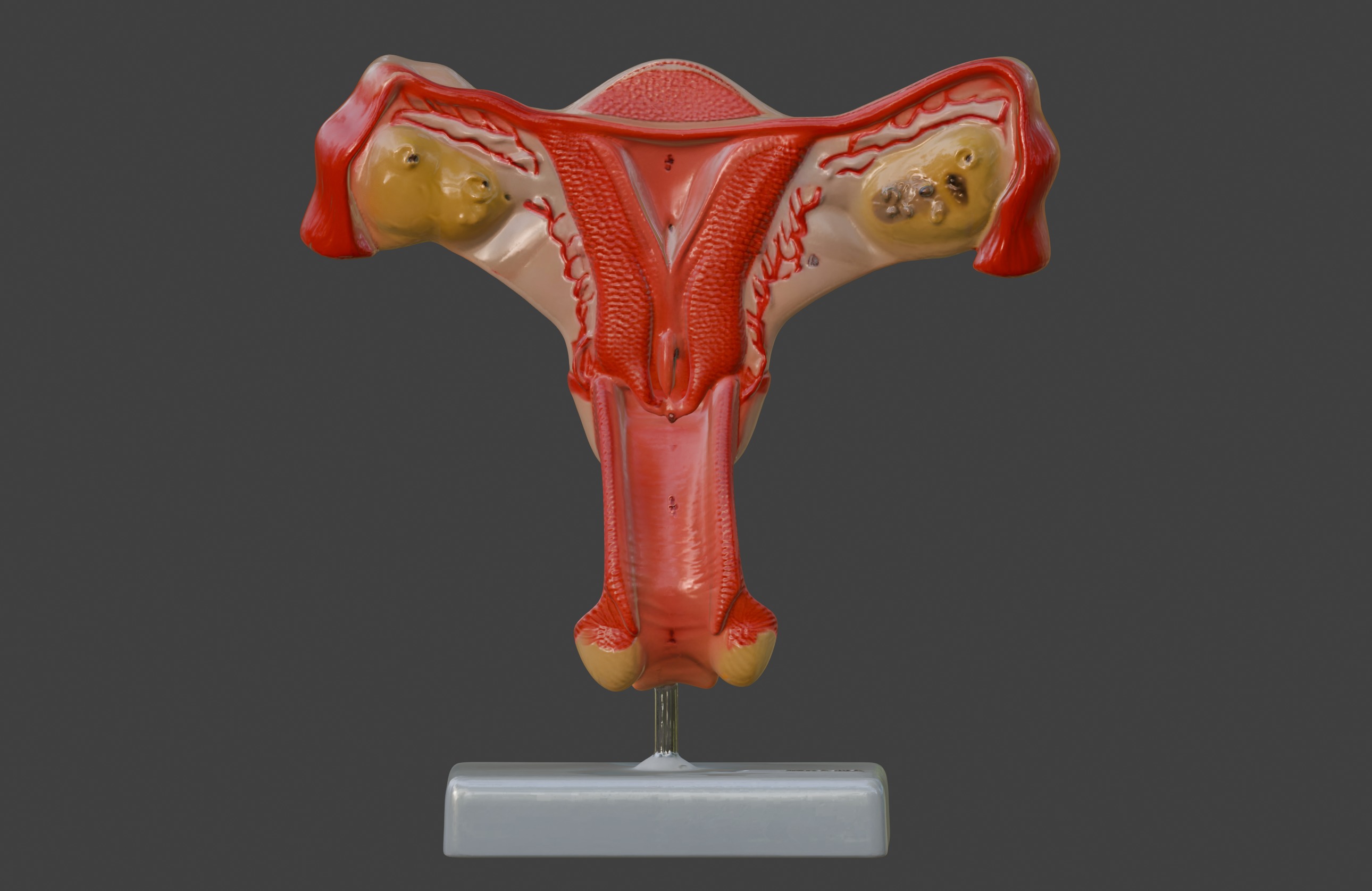 3D Female Genital Organs Model 3D print model_5