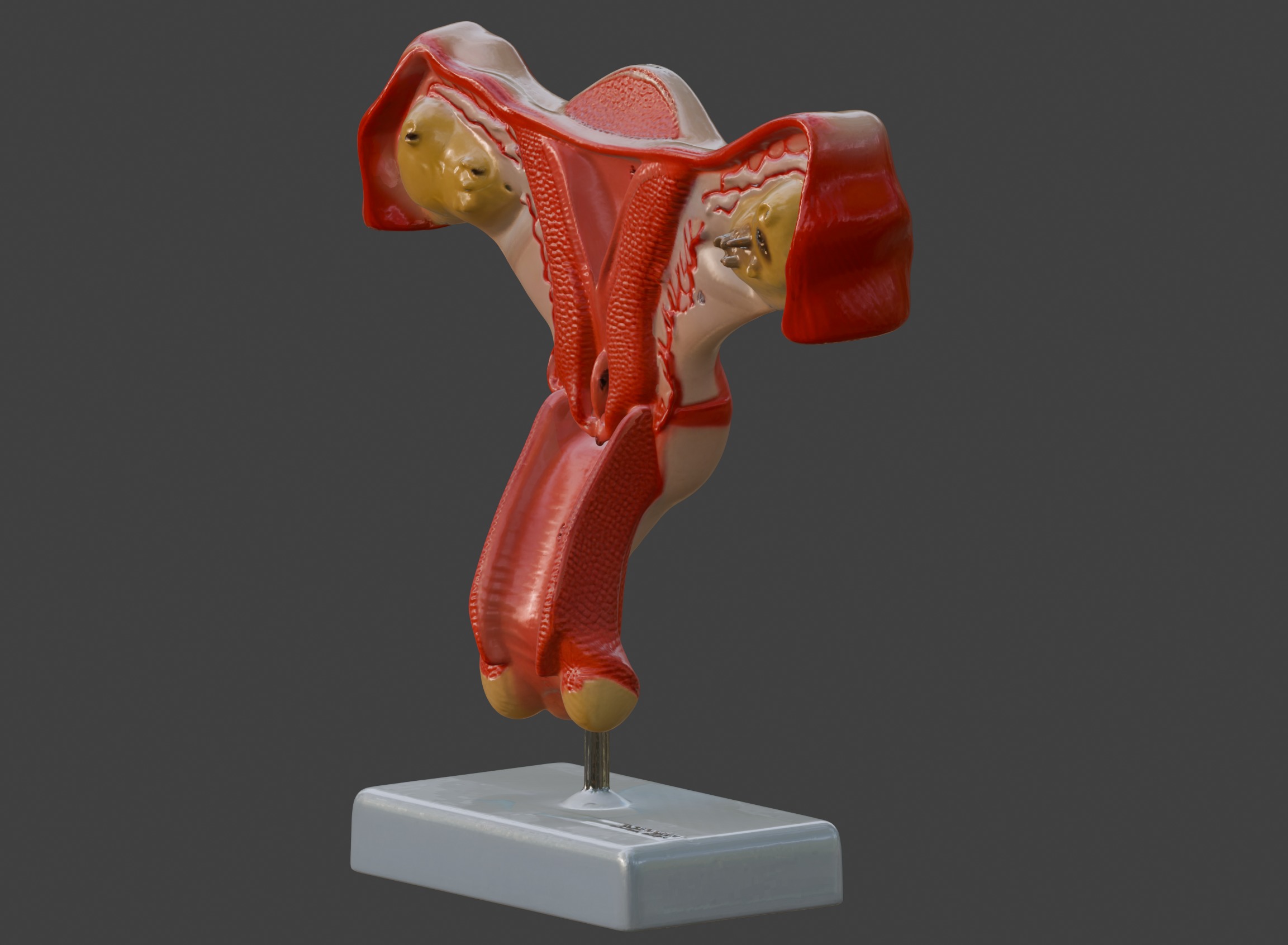 3D Female Genital Organs Model 3D print model_7