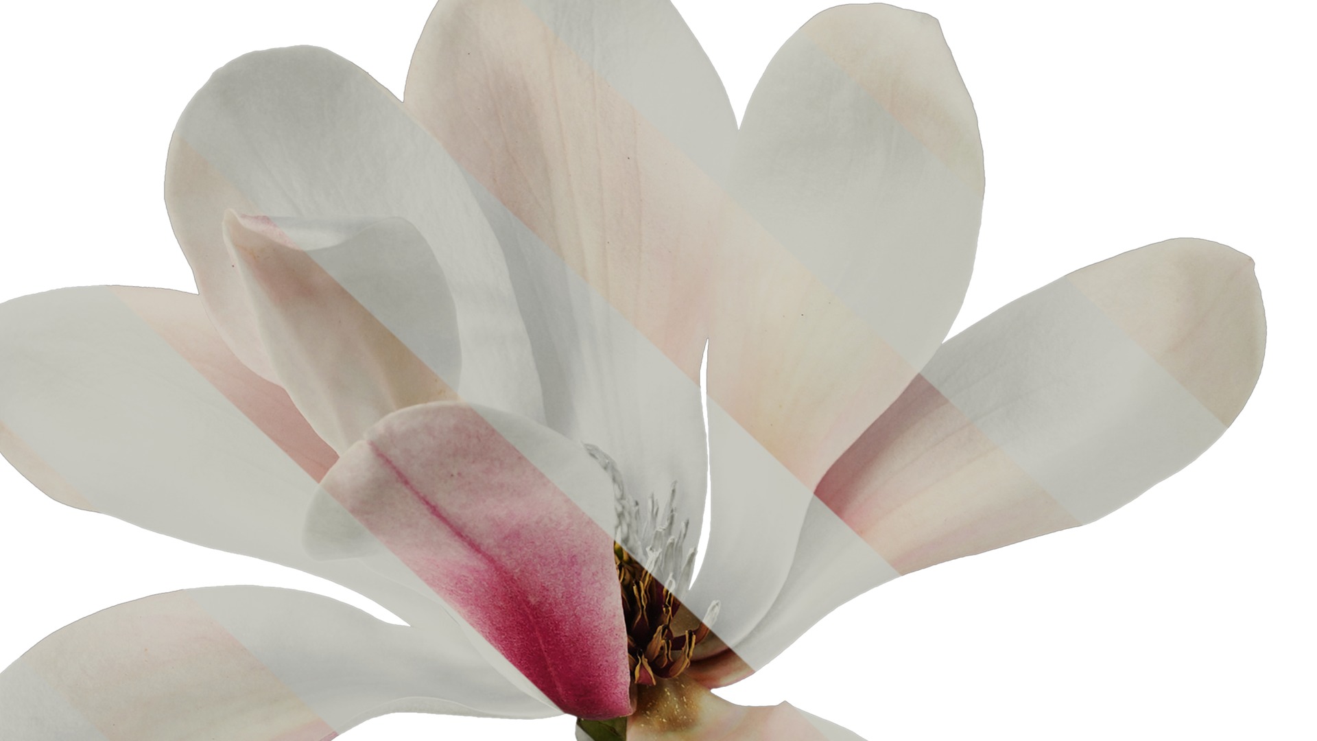 Anydrafts Magnolia denudata Flower 11 Texture_6