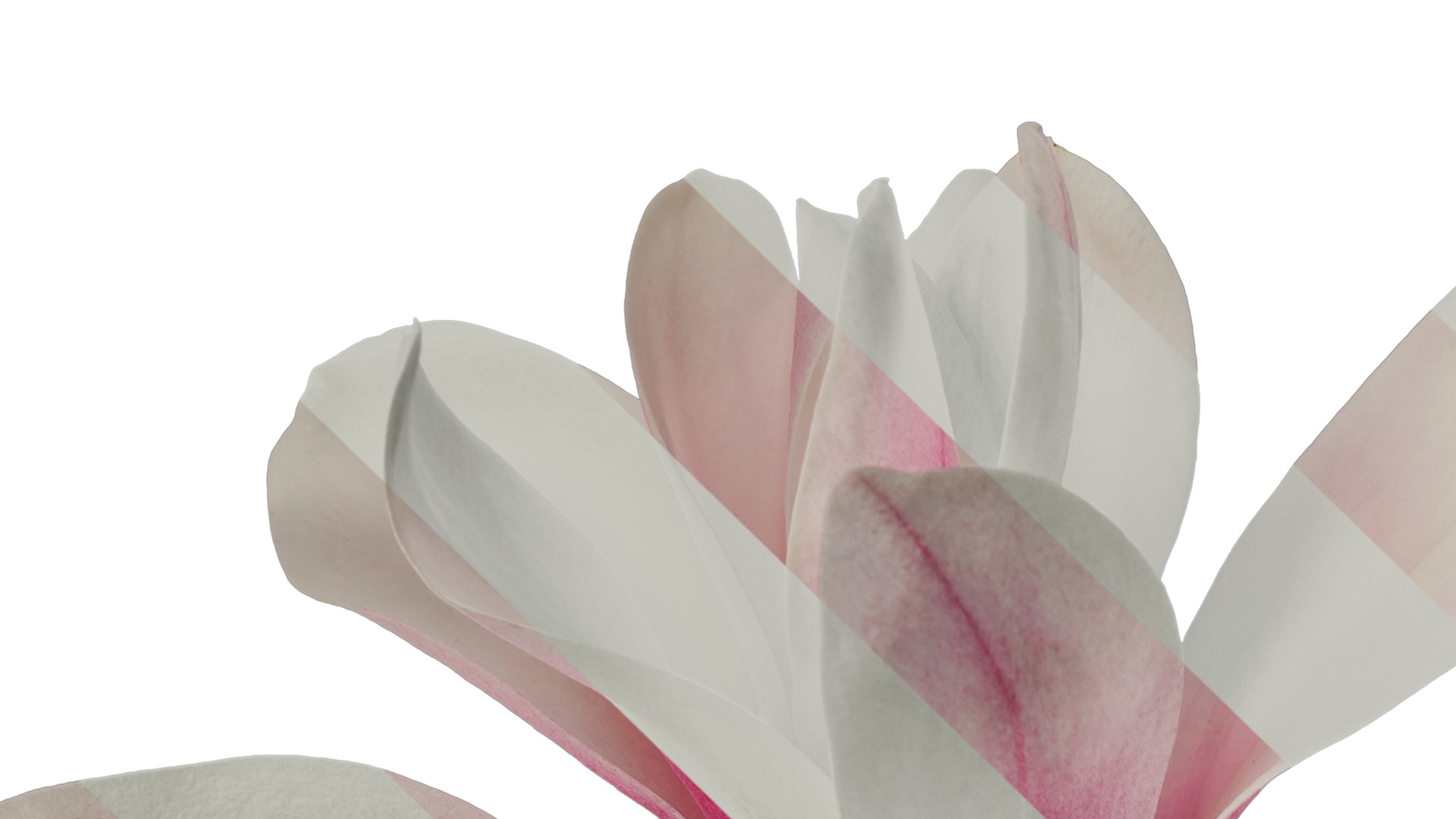 Anydrafts Magnolia denudata Flower 11 Texture_1