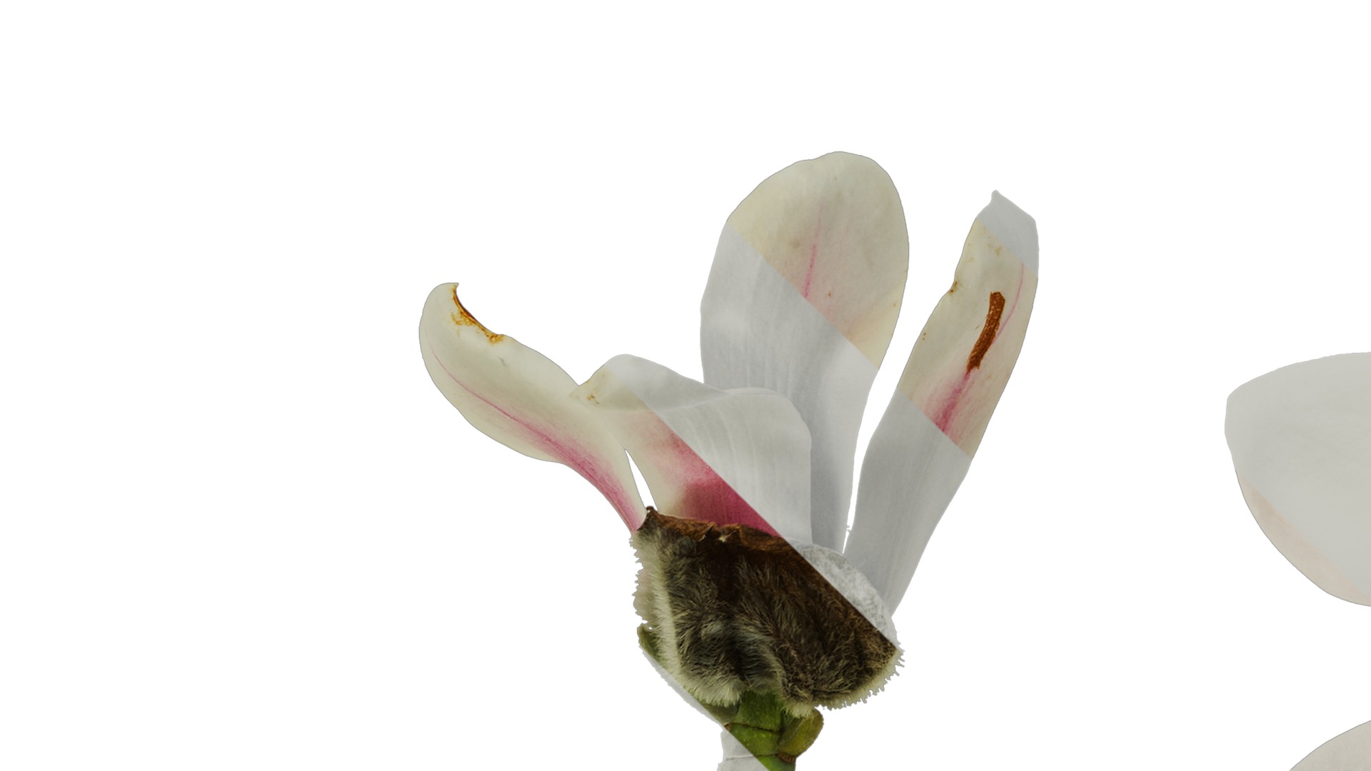 Anydrafts Magnolia denudata Flower 11 Texture_5