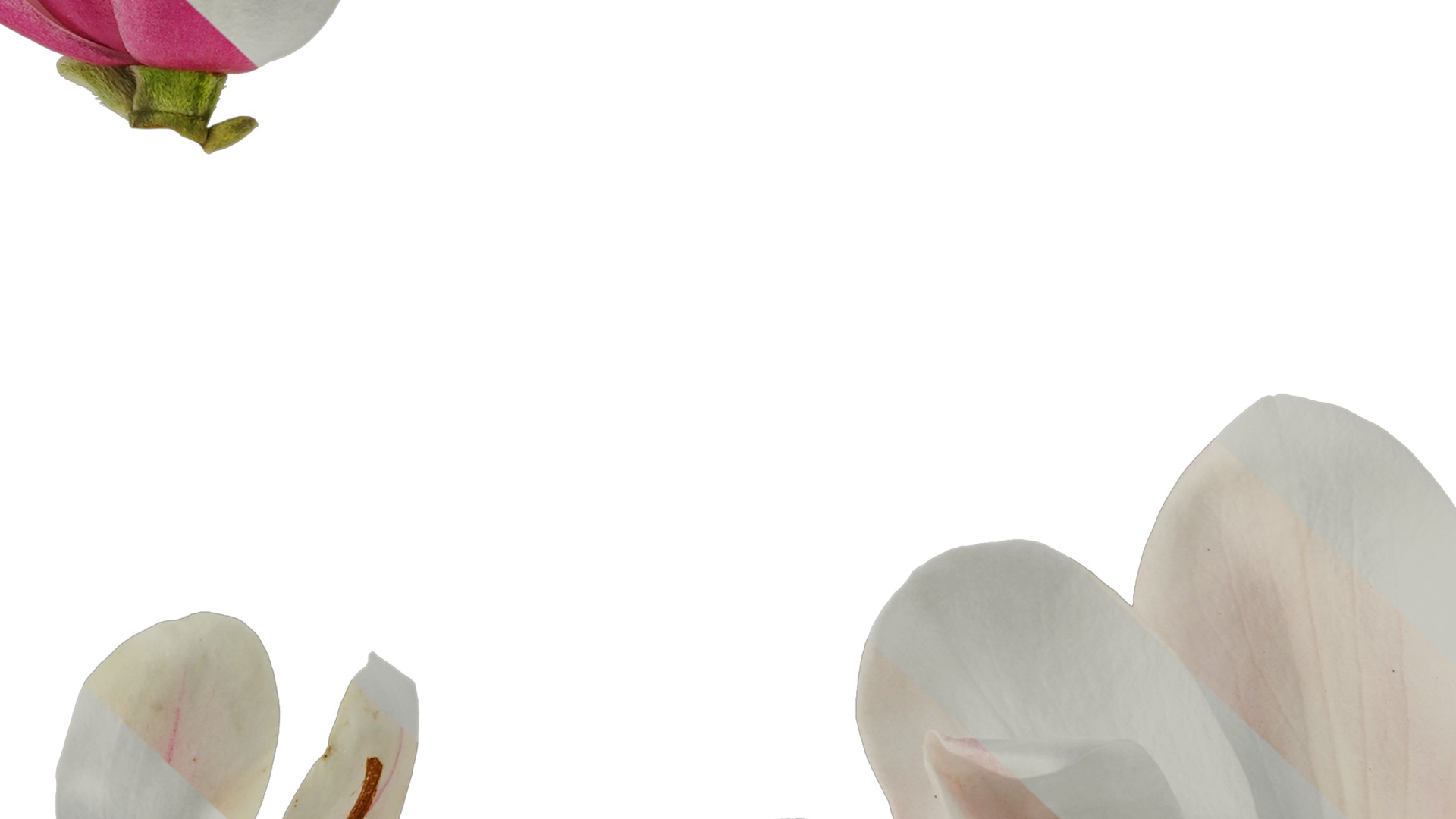 Anydrafts Magnolia denudata Flower 11 Texture_7