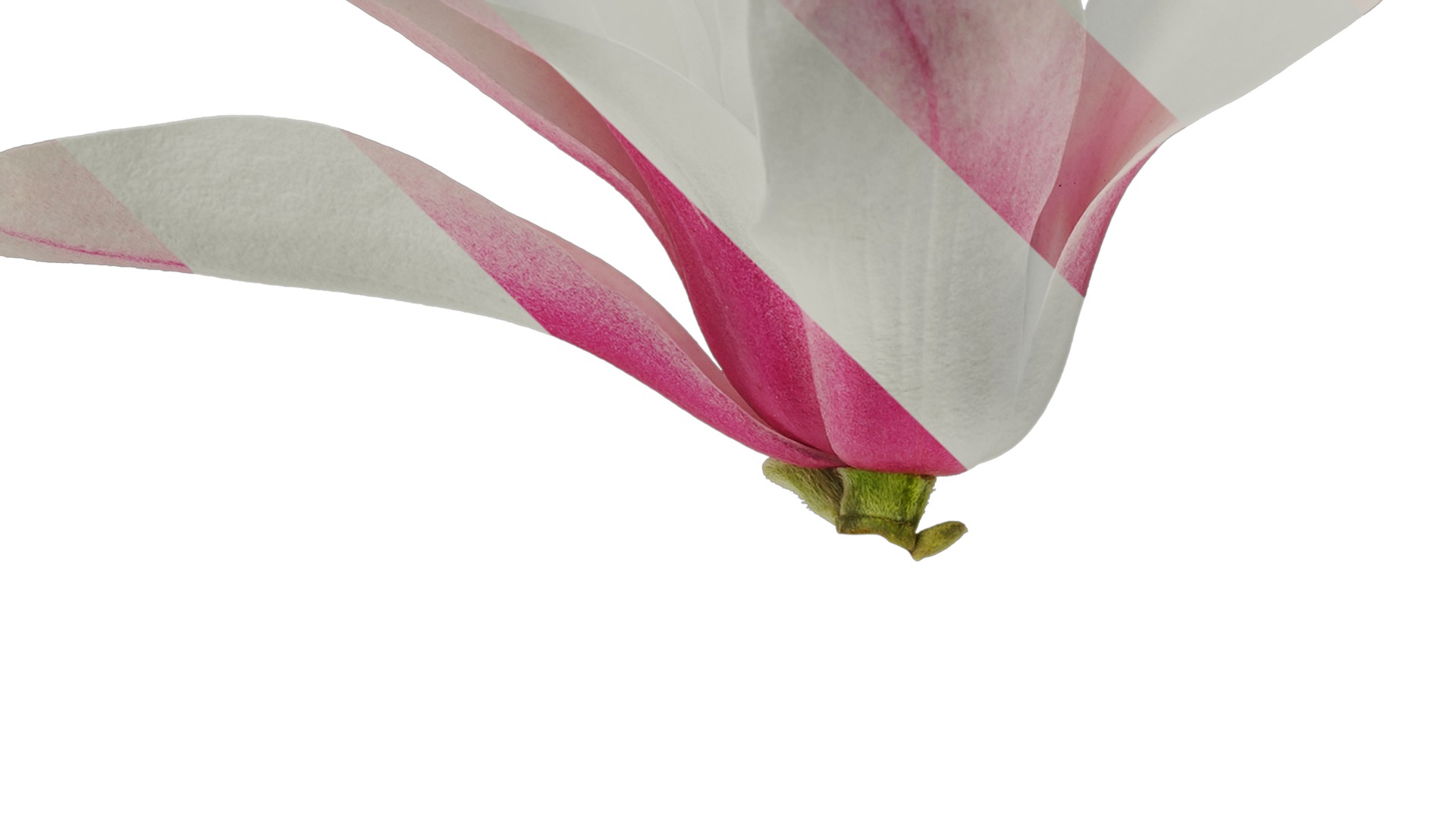 Anydrafts Magnolia denudata Flower 11 Texture_3