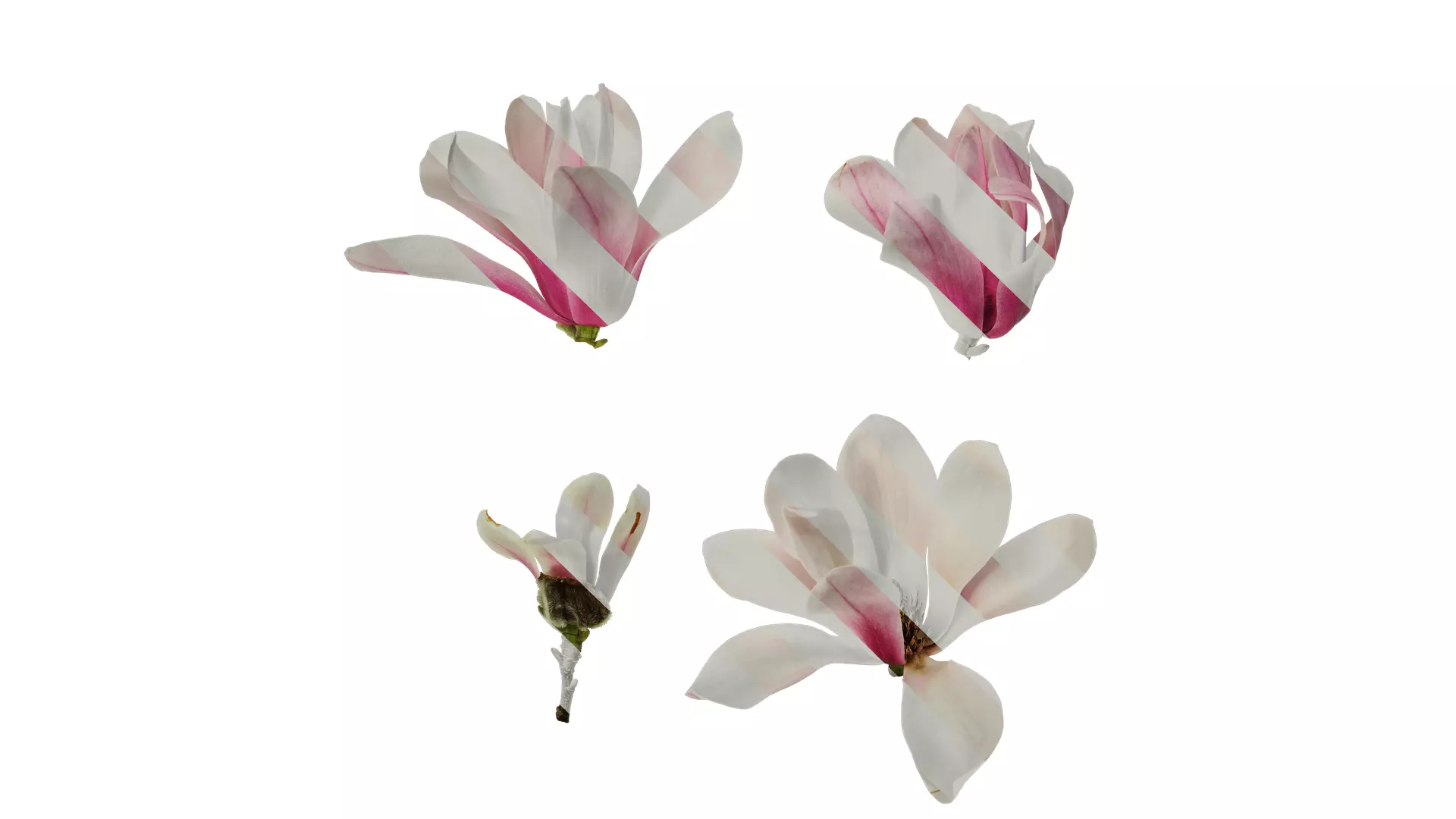 Anydrafts Magnolia denudata Flower 11 Texture_0