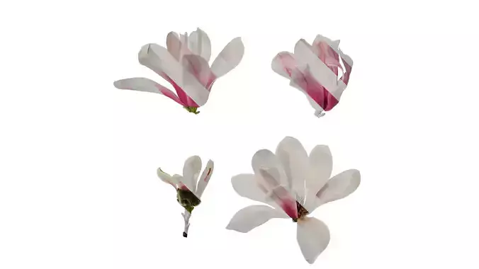 Anydrafts Magnolia denudata Flower 11