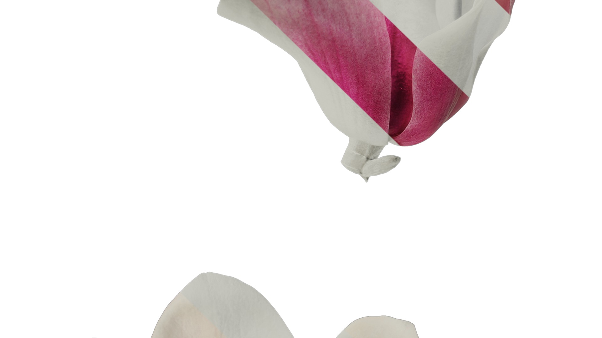 Anydrafts Magnolia denudata Flower 11 Texture_4