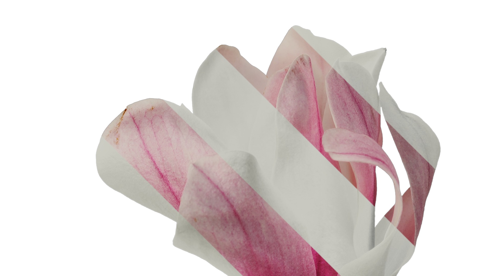 Anydrafts Magnolia denudata Flower 11 Texture_2