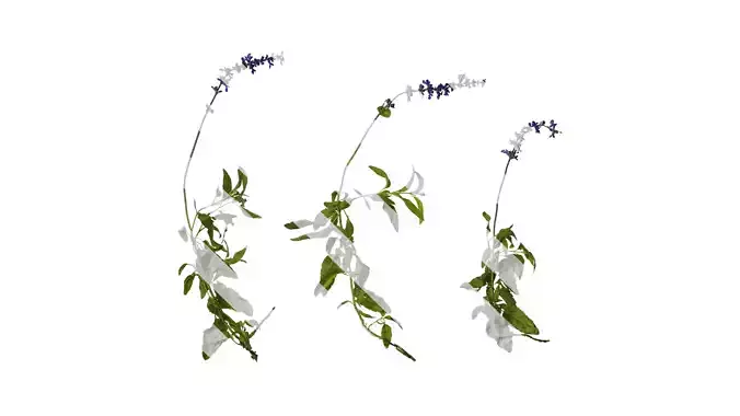Anydrafts Salvia farinacea Atlas 01 Texture