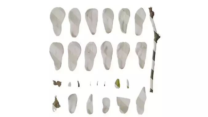 Anydrafts Magnolia denudata Flower 28