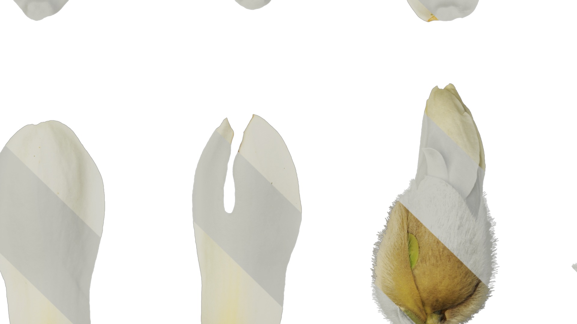 Anydrafts Magnolia denudata Flower 29 Texture_3