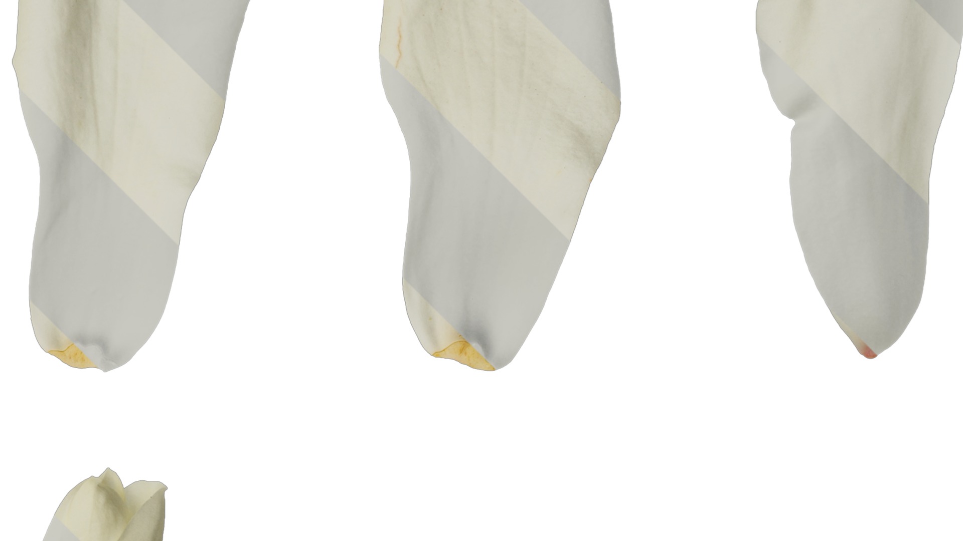 Anydrafts Magnolia denudata Flower 29 Texture_2