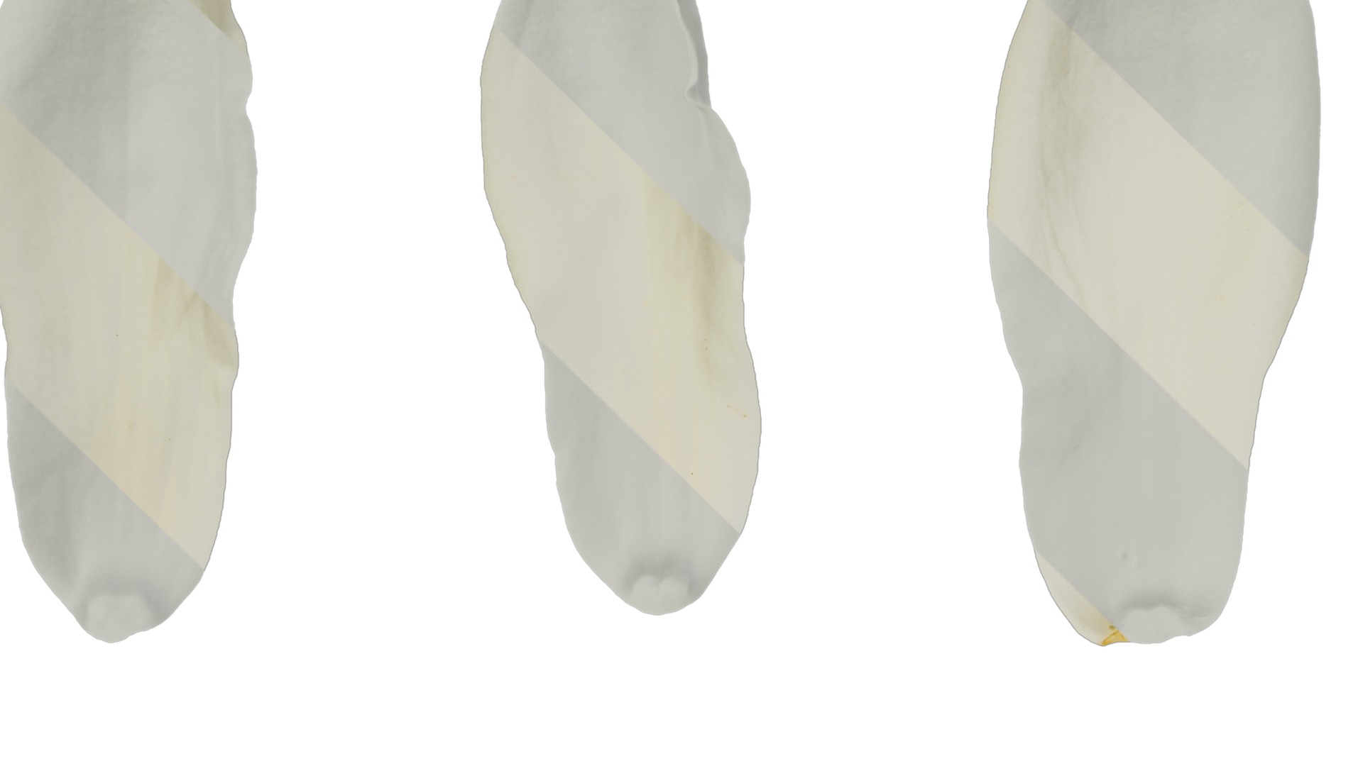 Anydrafts Magnolia denudata Flower 29 Texture_1