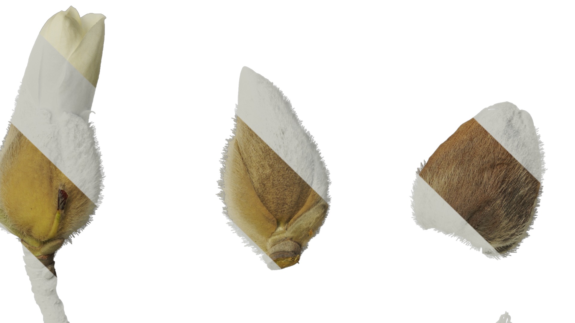 Anydrafts Magnolia denudata Flower 29 Texture_4