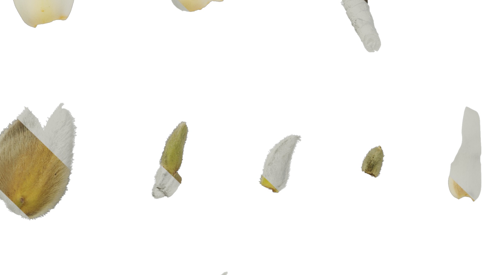 Anydrafts Magnolia denudata Flower 29 Texture_5