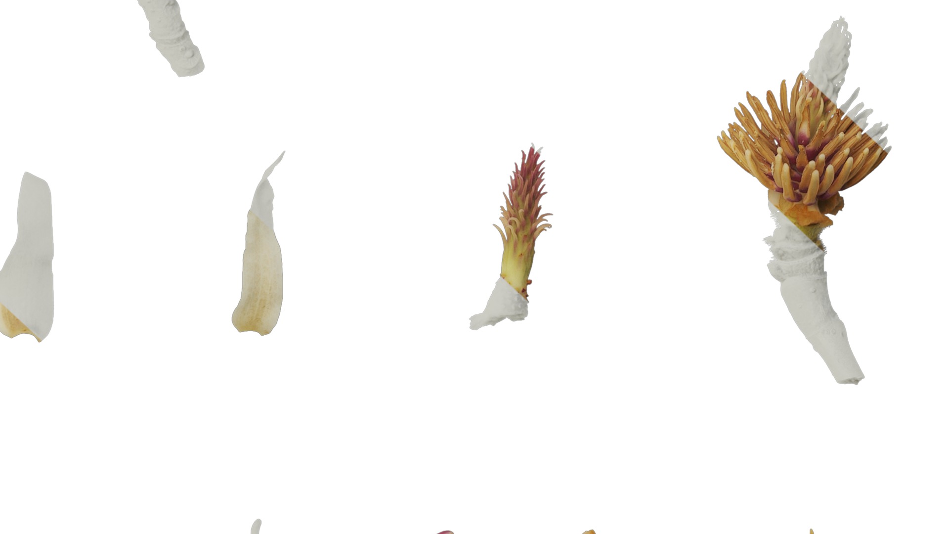 Anydrafts Magnolia denudata Flower 29 Texture_6