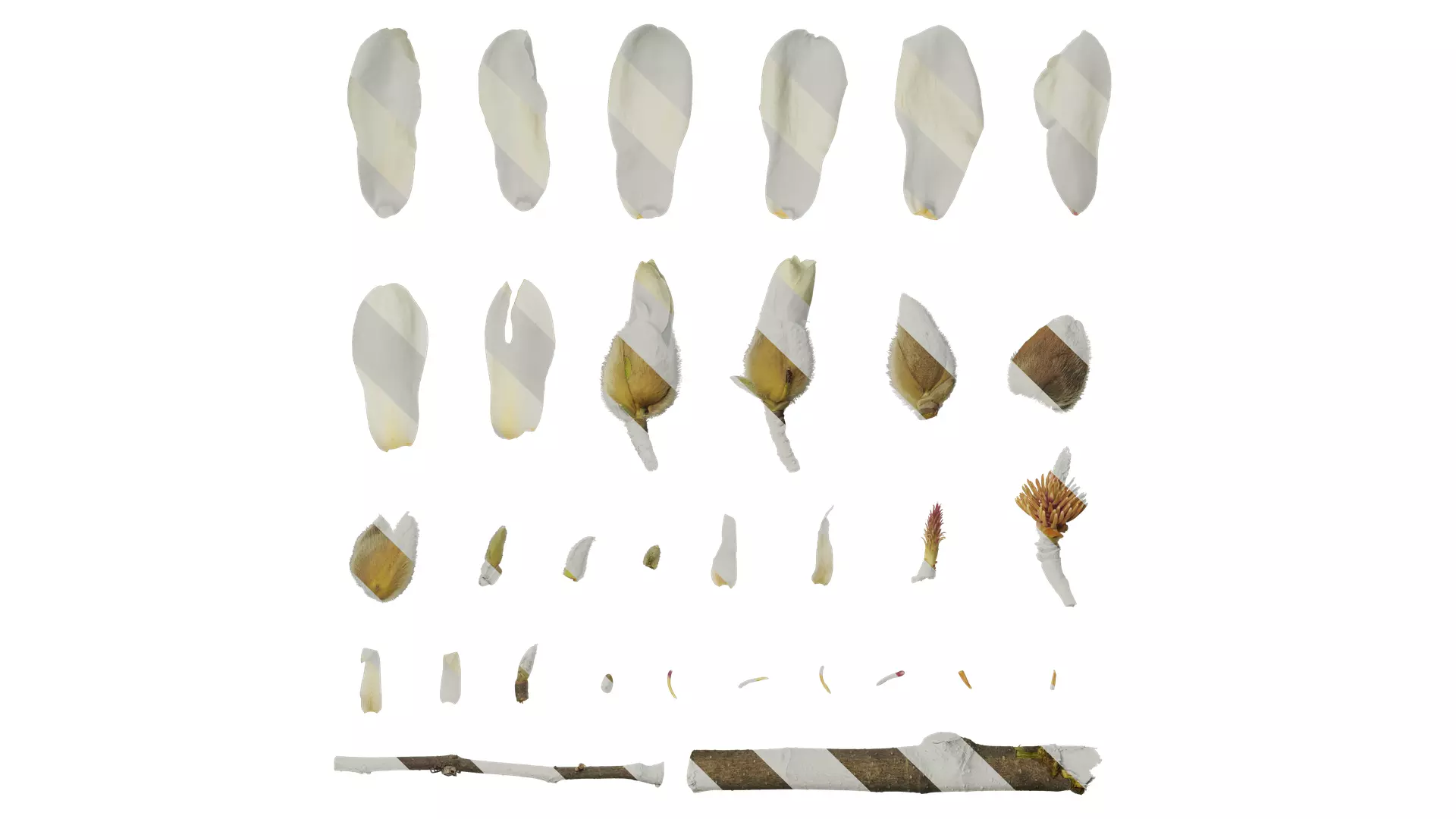 Anydrafts Magnolia denudata Flower 29 Texture_0