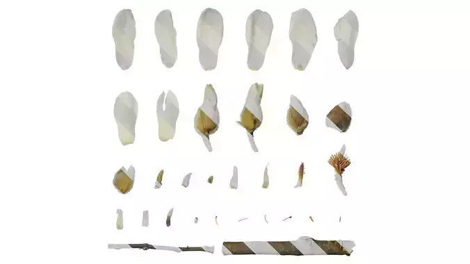 Anydrafts Magnolia denudata Flower 29