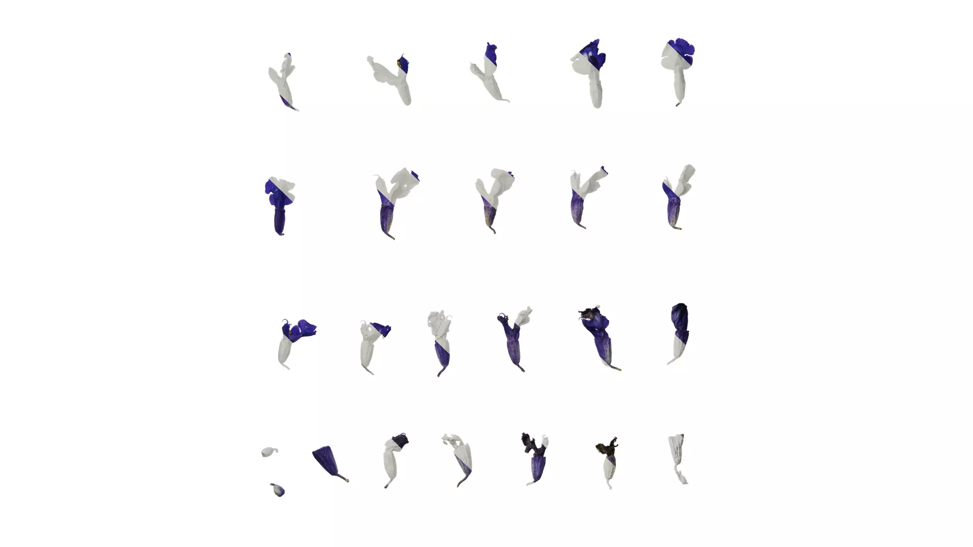 Anydrafts Salvia farinacea Flower 02 Texture_0