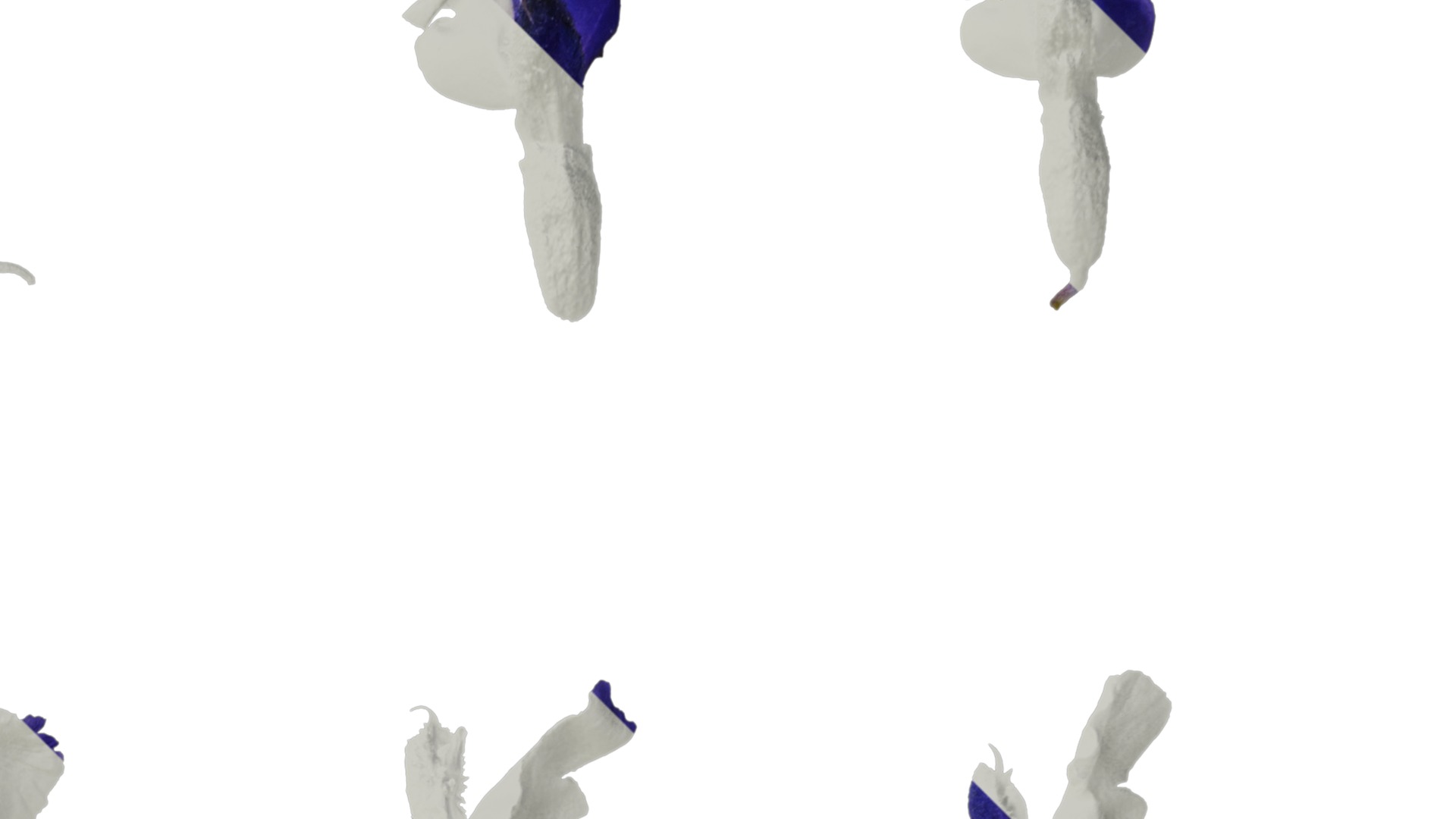 Anydrafts Salvia farinacea Flower 02 Texture_2