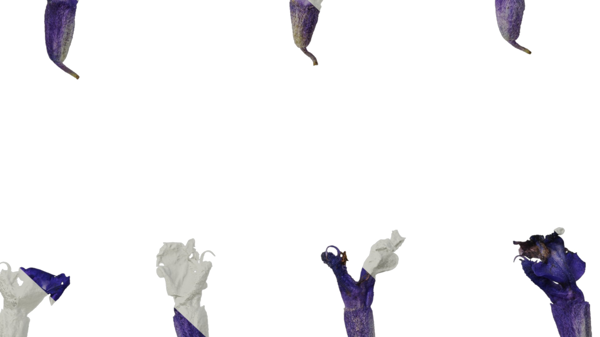 Anydrafts Salvia farinacea Flower 02 Texture_7