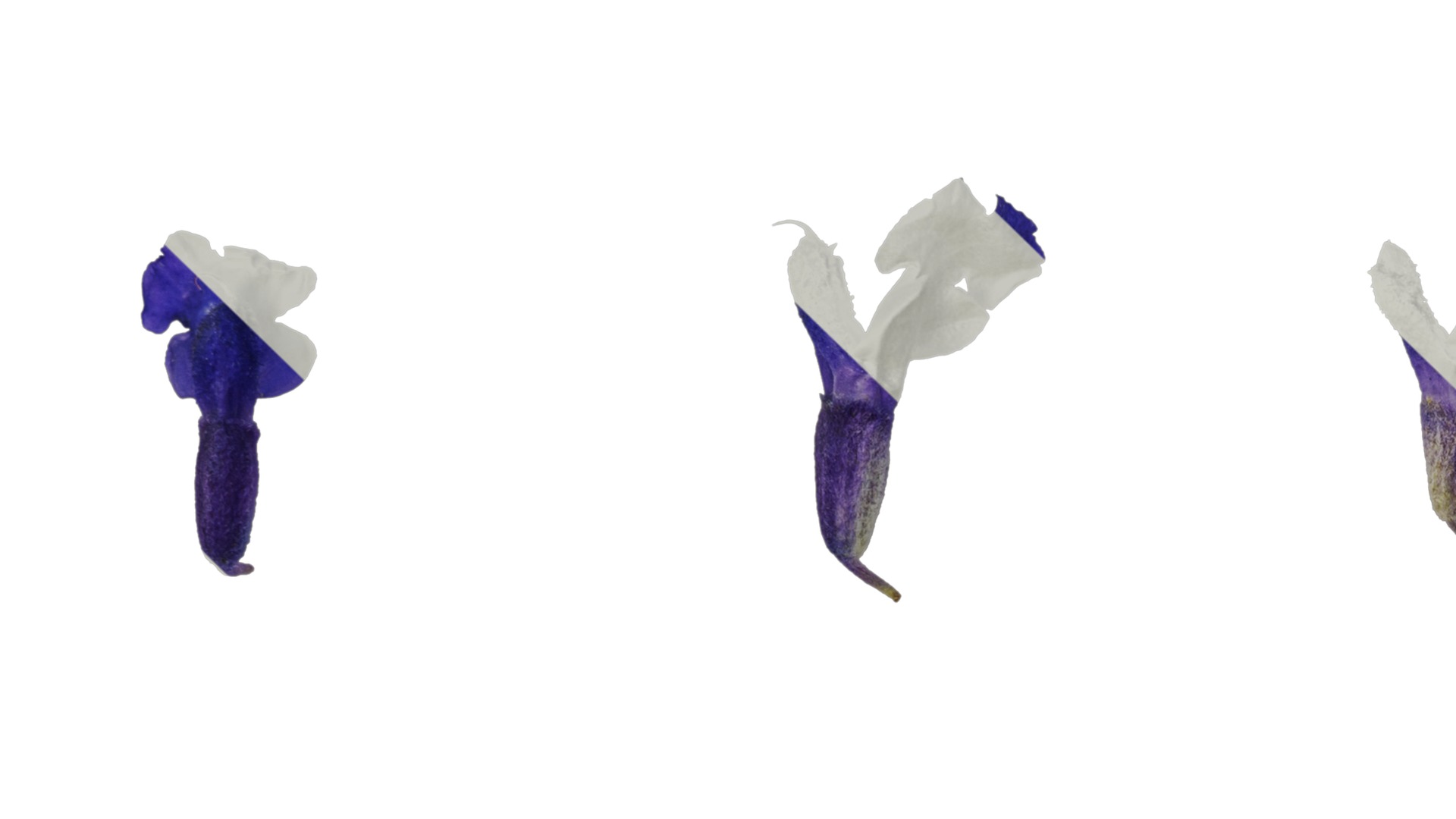 Anydrafts Salvia farinacea Flower 02 Texture_3