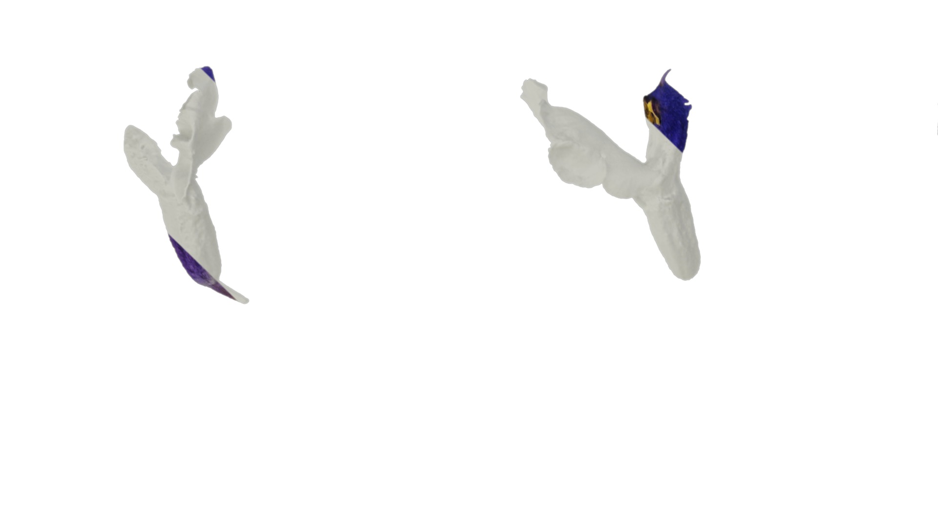 Anydrafts Salvia farinacea Flower 02 Texture_1