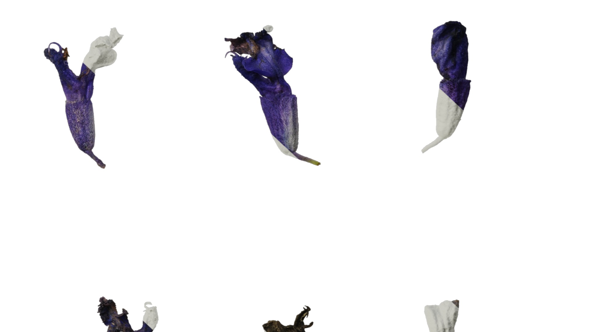 Anydrafts Salvia farinacea Flower 02 Texture_6