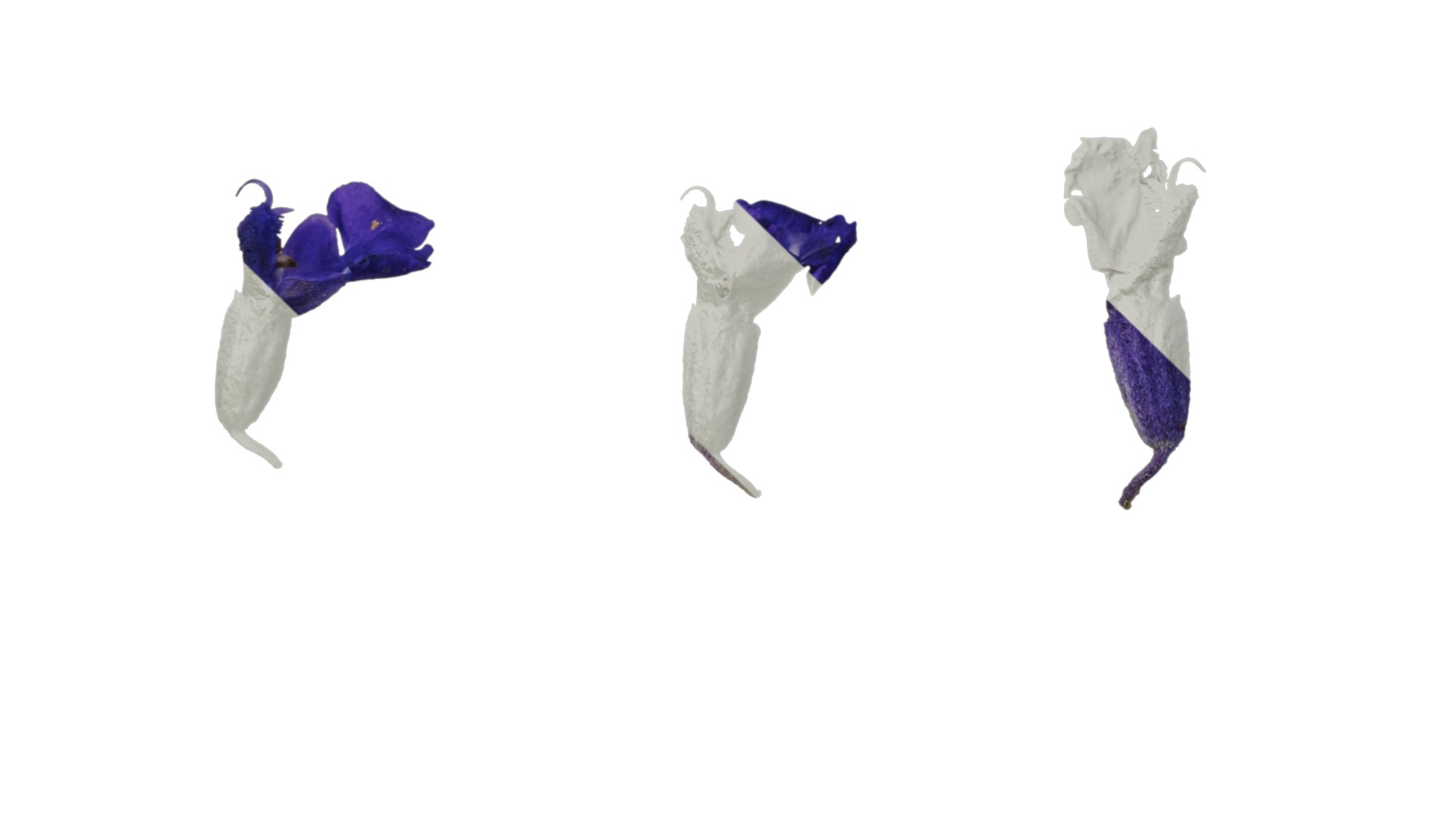 Anydrafts Salvia farinacea Flower 02 Texture_5