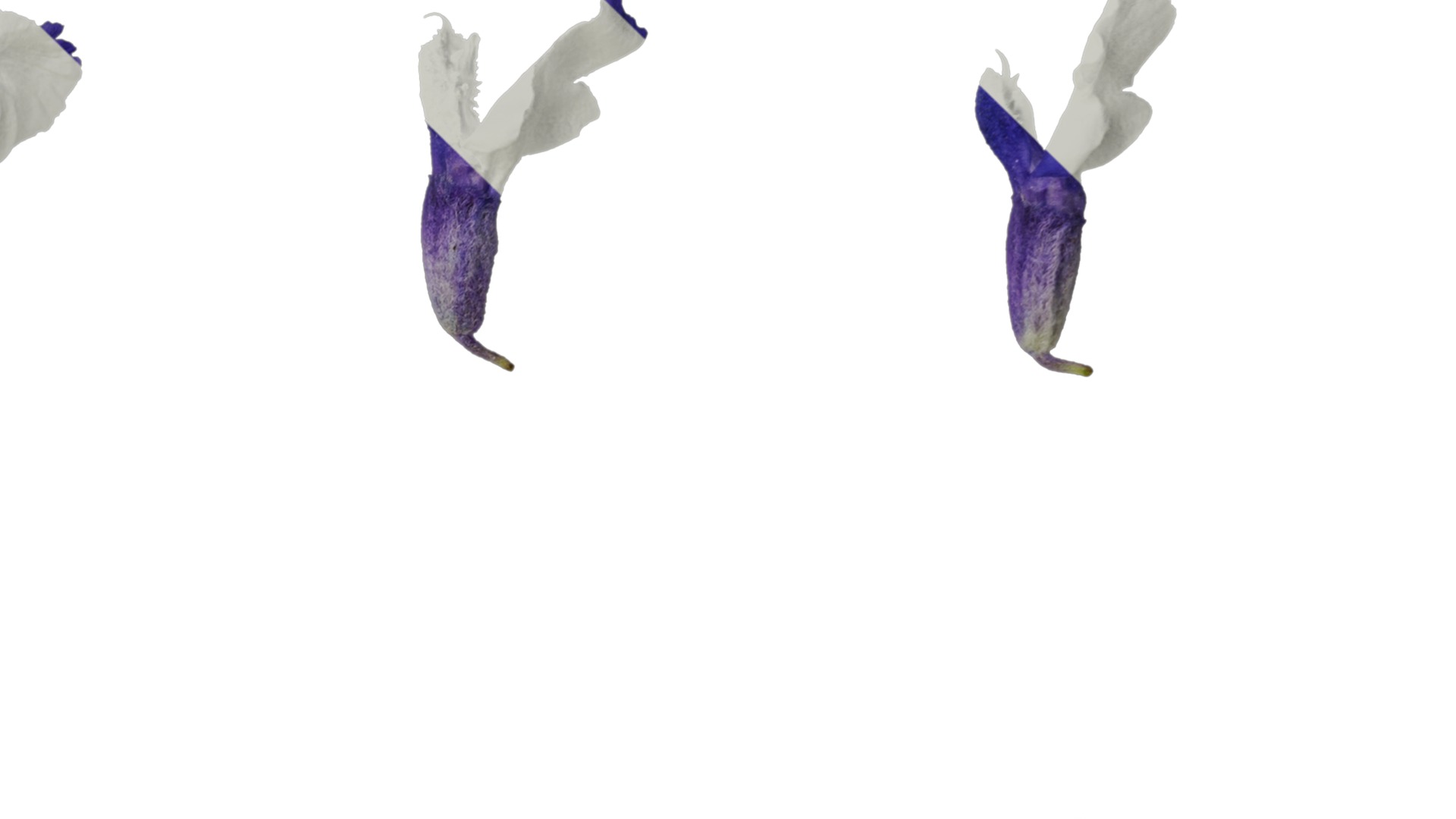 Anydrafts Salvia farinacea Flower 02 Texture_4