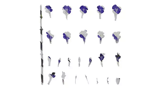 Anydrafts Salvia farinacea Flower 03