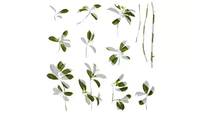 Anydrafts Magnolia figo Atlas 04