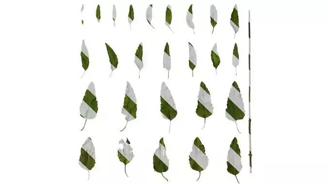 Anydrafts Salvia farinacea Leaf 01 Texture