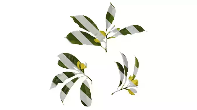 Anydrafts Magnolia figo Atlas 05