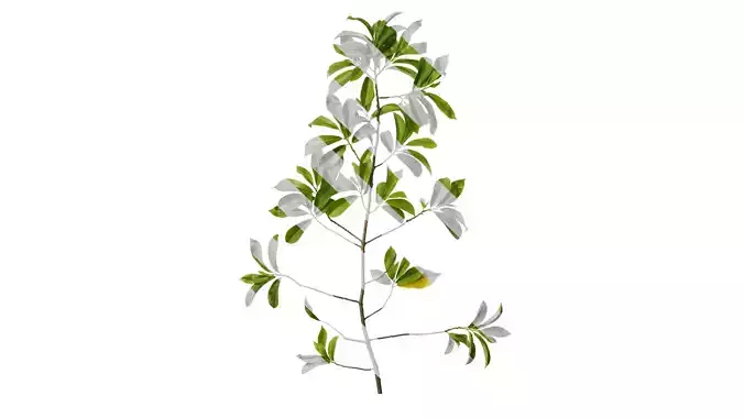 Anydrafts Magnolia figo Atlas 07